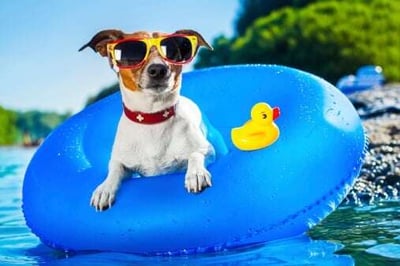 Pets: Surviving the Triple Digit Heat-featured