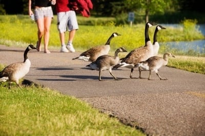 How an HOA Board Can Fly Through a Fowl Situation in Your Association-featured
