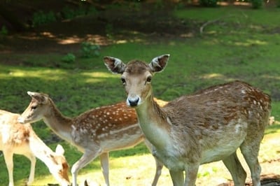Tips from an HOA Board: Don’t Feed the Deer-featured