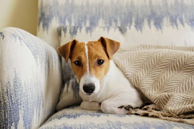 Tips for Keeping Your Apartment Clean When You Have Pets-featured