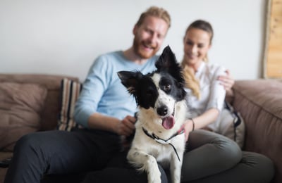 Pros & Cons of Allowing Pets in Your Rental Properties-featured