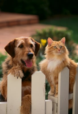 4 Basic Pet Rules for Homeowners Association Harmony-featured