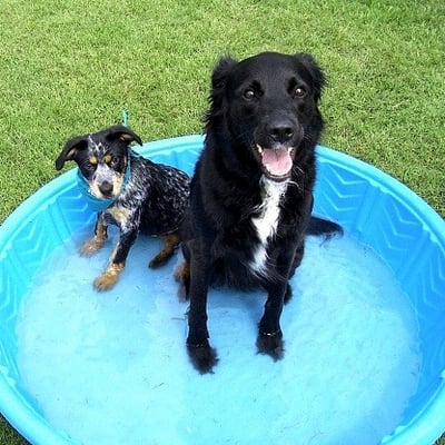 Summertime Safety Tips for Pets in Your Homeowners Associations-featured