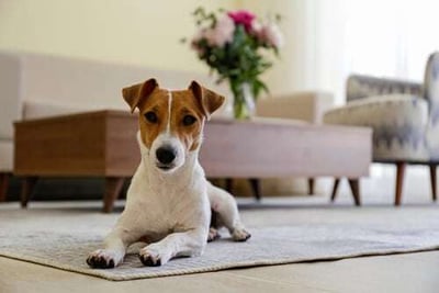 Unleash the Guide to Pet Friendly Apartments in Chico CA-featured