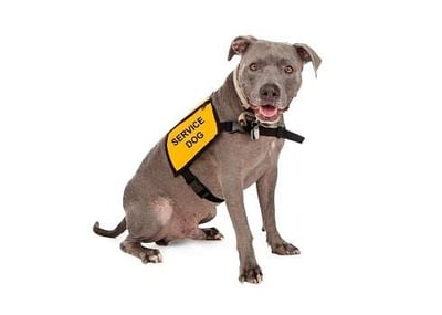 3 Mistakes Owners Make with Assistance Animals in Rental Properties-featured