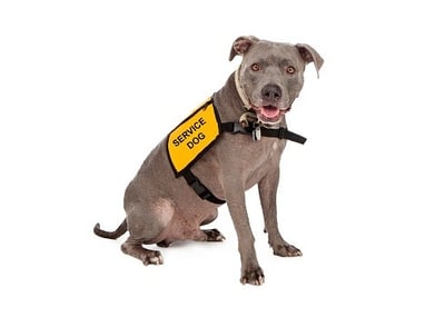 3 Mistakes Owners Make with Assistance Animals in Rental Properties-featured