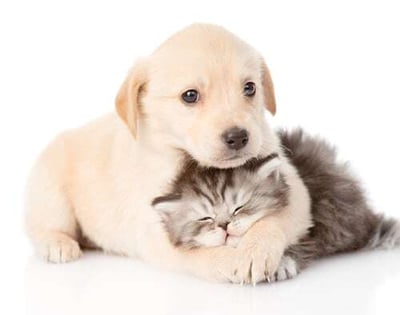 PAWndering a Pet for Your Chico Apartment?-featured