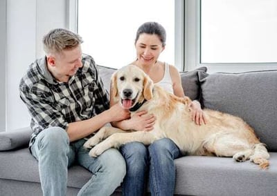 Paws for Thought: A Property Owner’s Guide to Renting to Pet Owners-featured