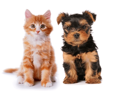 Some Do's and Don'ts of Rental Living with Pets-featured